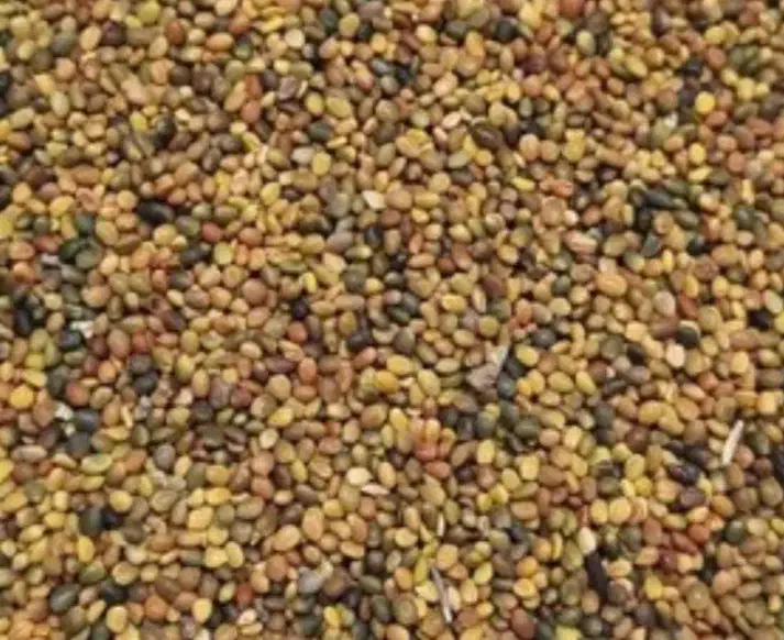 بذر شبدر بومی|گل و گیاه طبیعی|لردگان, |دیوار