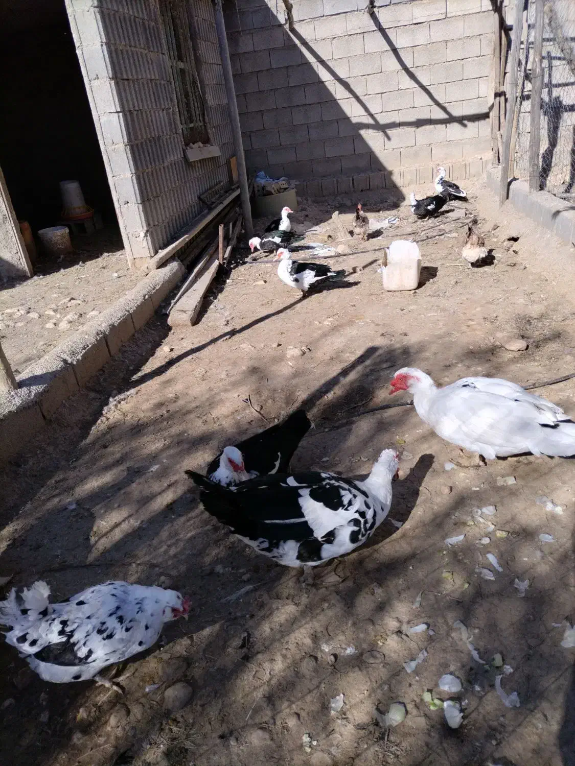 اردک روسی|حیوانات مزرعه|شیراز, آبیاری|دیوار