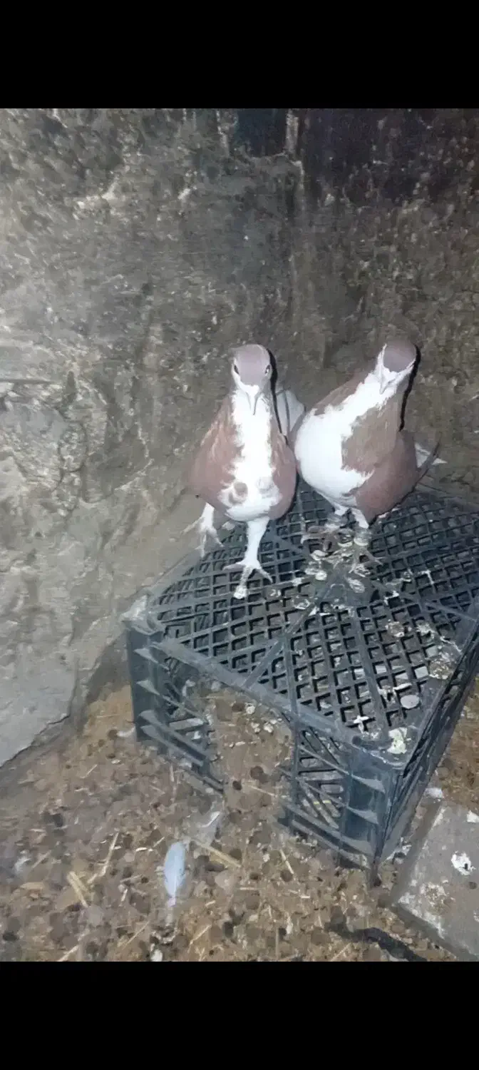 یک جفت امری سرخ|پرنده|فرح دشت, |دیوار