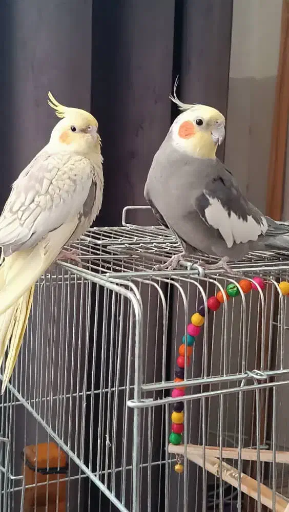 سه عدد عروس هلندی . همراه قفس و لوازم|پرنده|فارسان, |دیوار