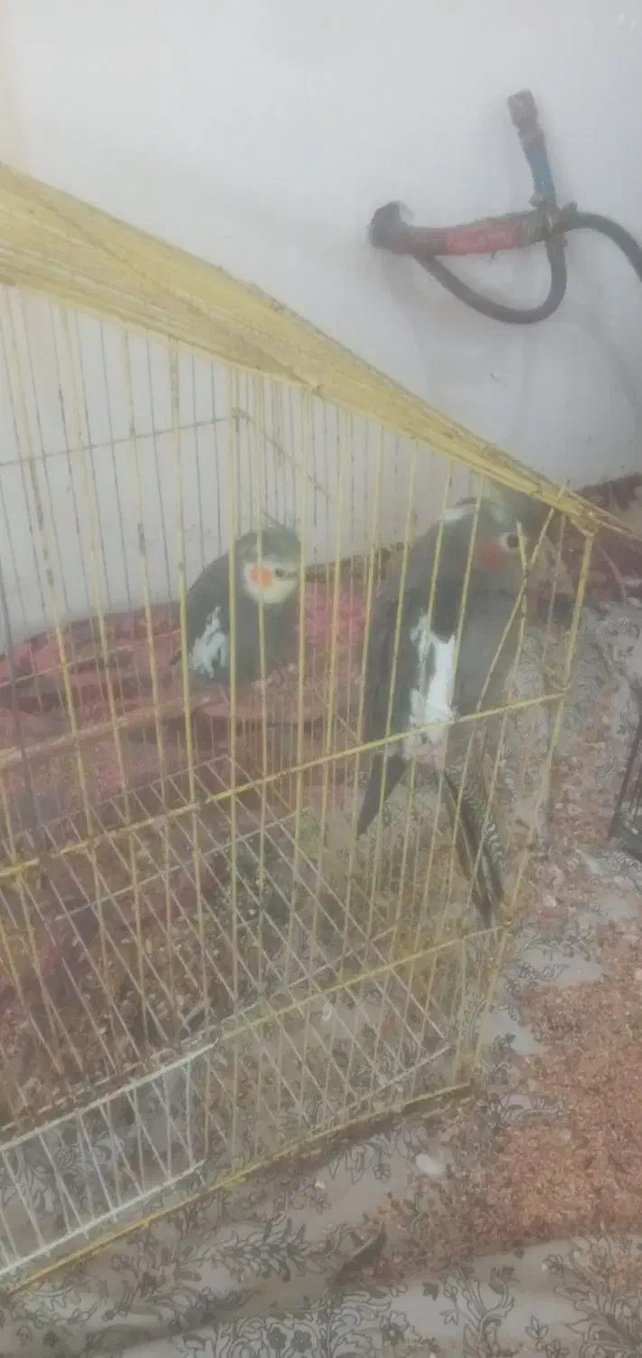 دو جفت عروس هلندی با قفس|پرنده|رشت, حومه رشت|دیوار