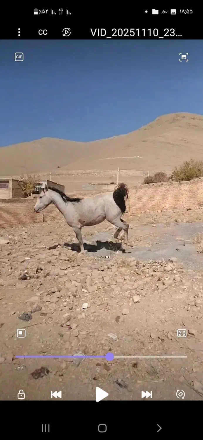 خرید و فروش اسب وقاطر|اسب و تجهیزات اسبسواری|بن, |دیوار