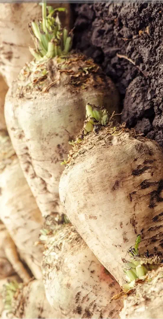 فروش چغندر|عمدهفروشی|فامنین, |دیوار