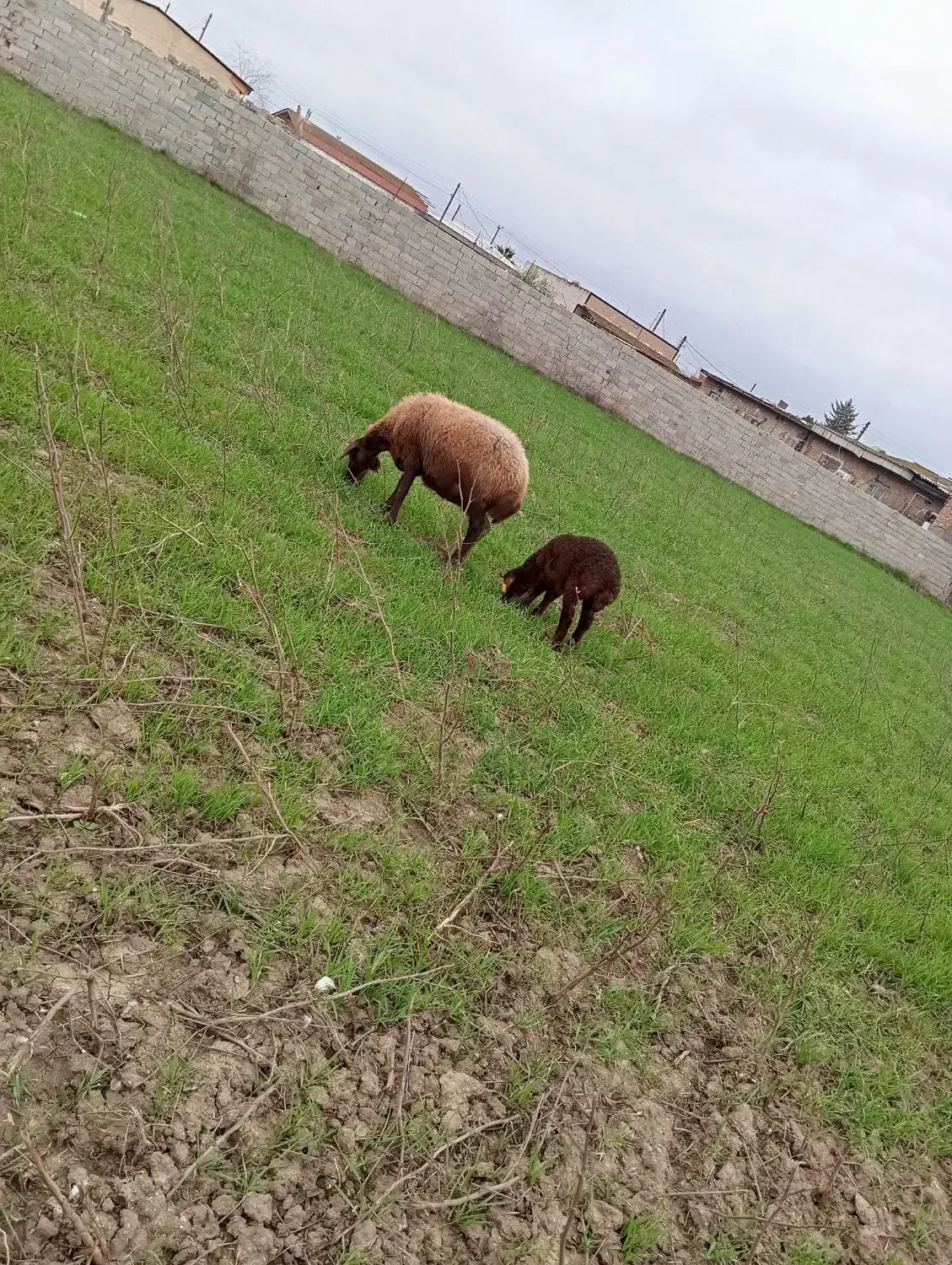 میش بره دار|حیوانات مزرعه|سنگدوین, |دیوار