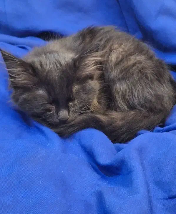 واگذاری رایگان بچه گربه|گربه|قم, سالاریه|دیوار