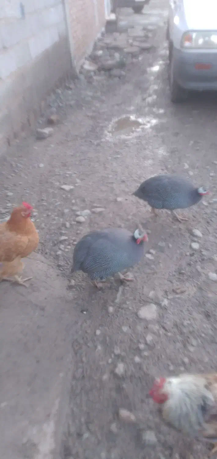 گمشده|حیوانات|قشلاق دشت, |دیوار