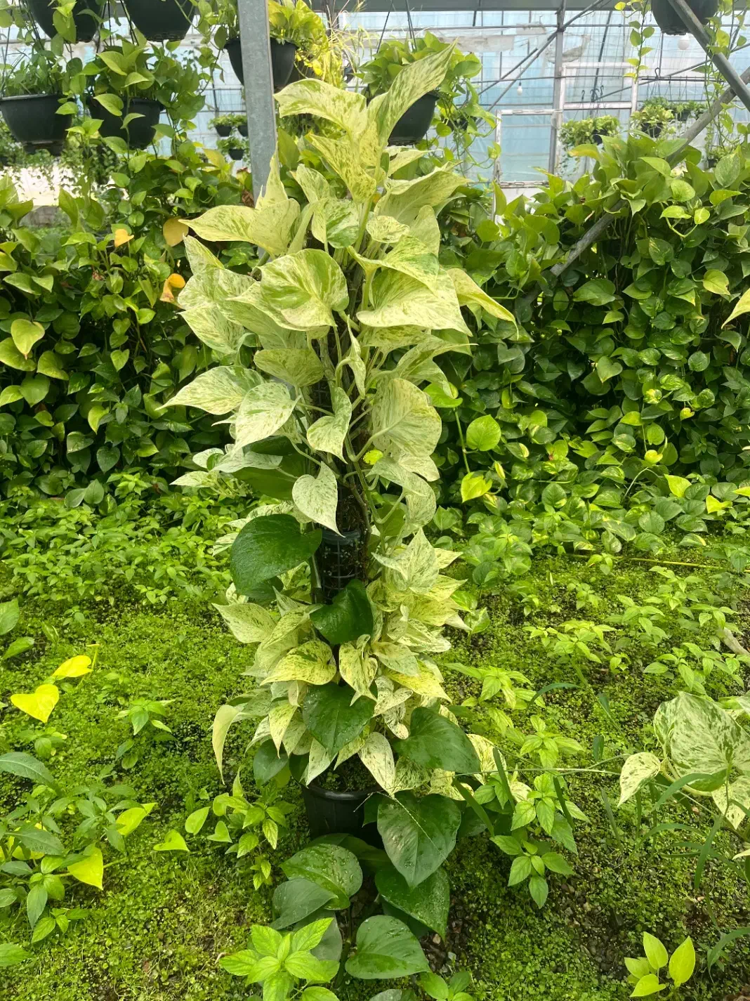 بزرگترین تولید کننده پتوس وگل آپارتمانی درخت میوه|گل و گیاه طبیعی|مشکیندشت, |دیوار