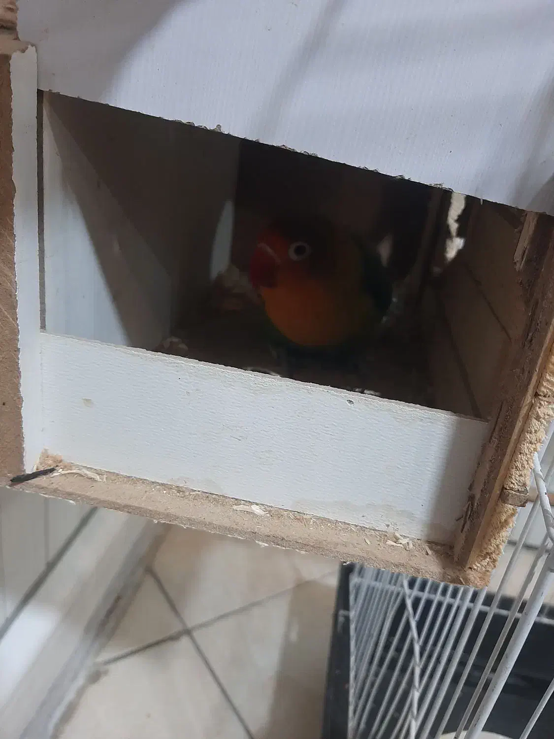 برزیلی جفت|پرنده|تهران, شهرک آزادی|دیوار