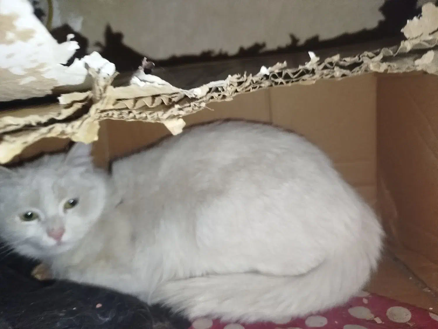 گربه|گربه|زنجان, |دیوار