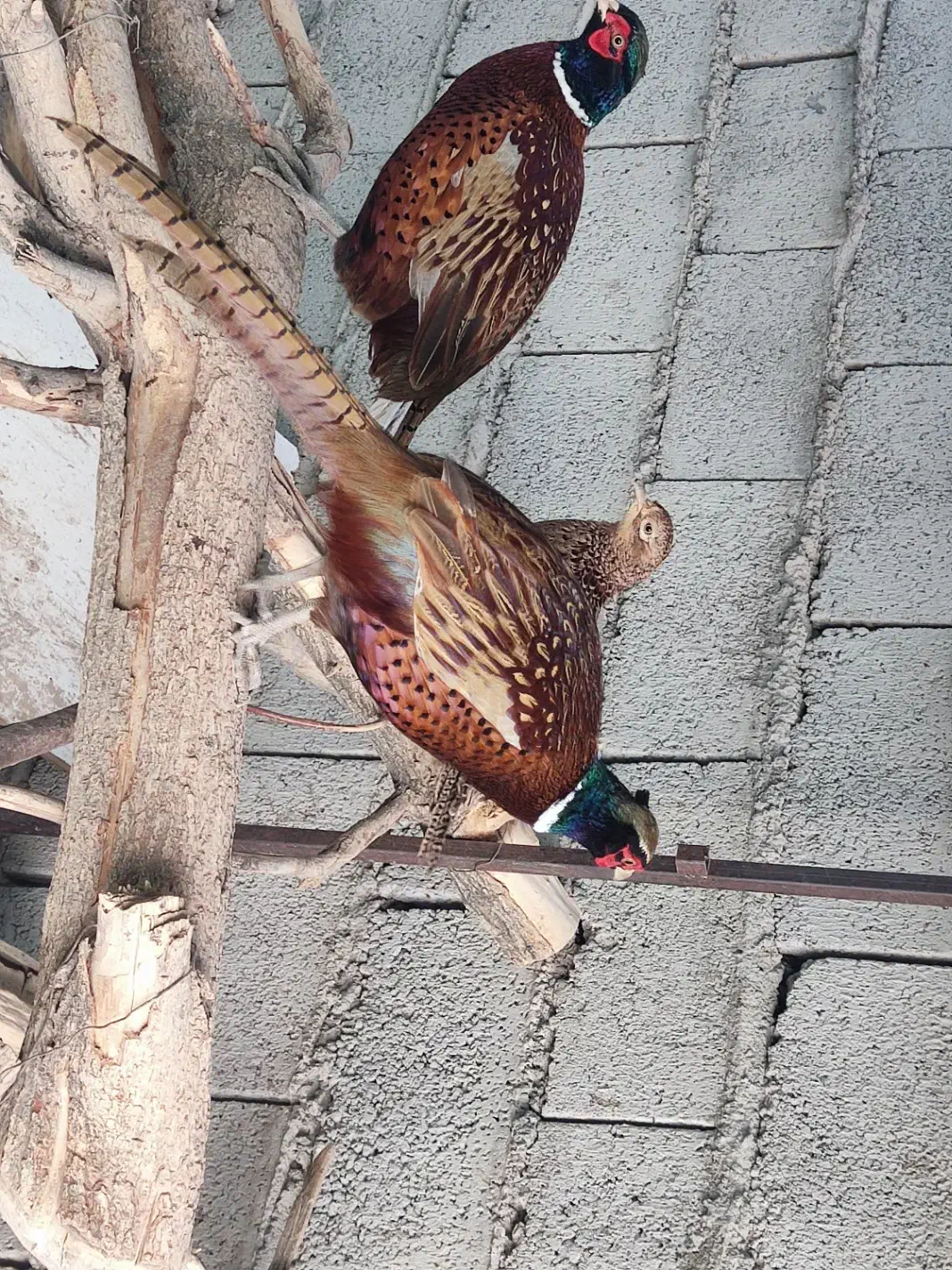 مرغ آمریکایی طوق سفید|پرنده|مشگین شهر, |دیوار