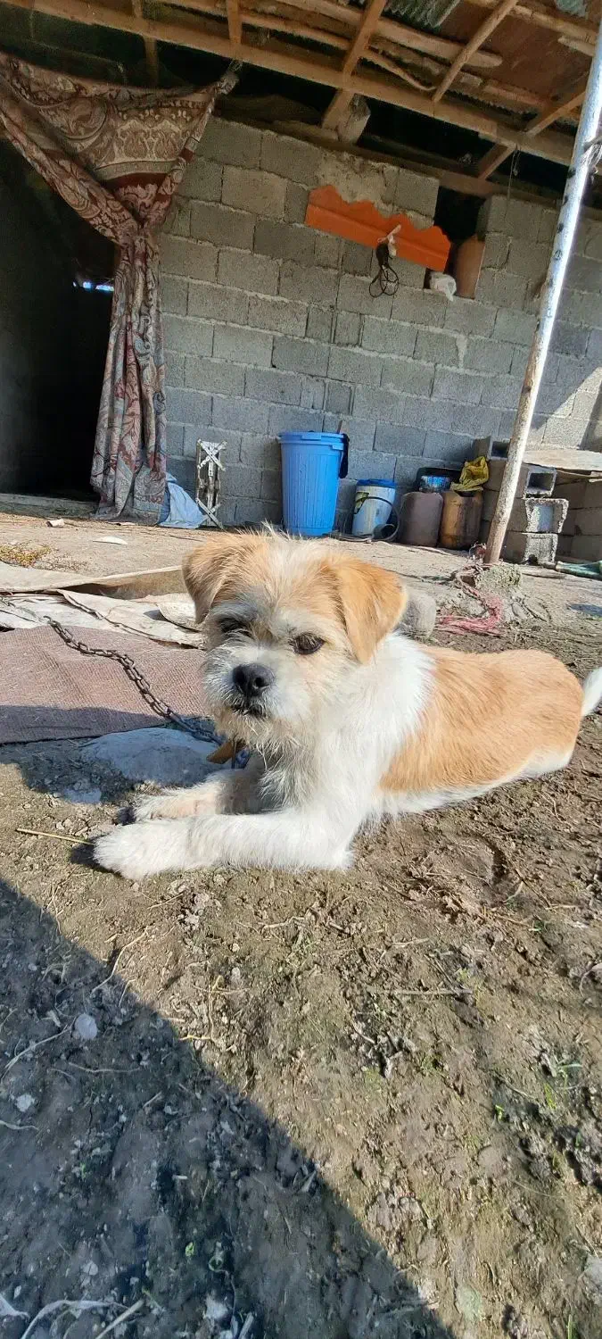 سگ شیتزو ماده اماده جفت گیری|سگ|ماسال, |دیوار