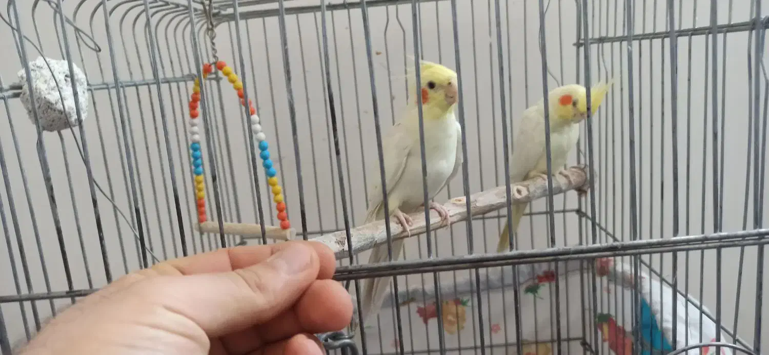 عروس هلندی|پرنده|شهریار, یوسف آباد صیرفی|دیوار