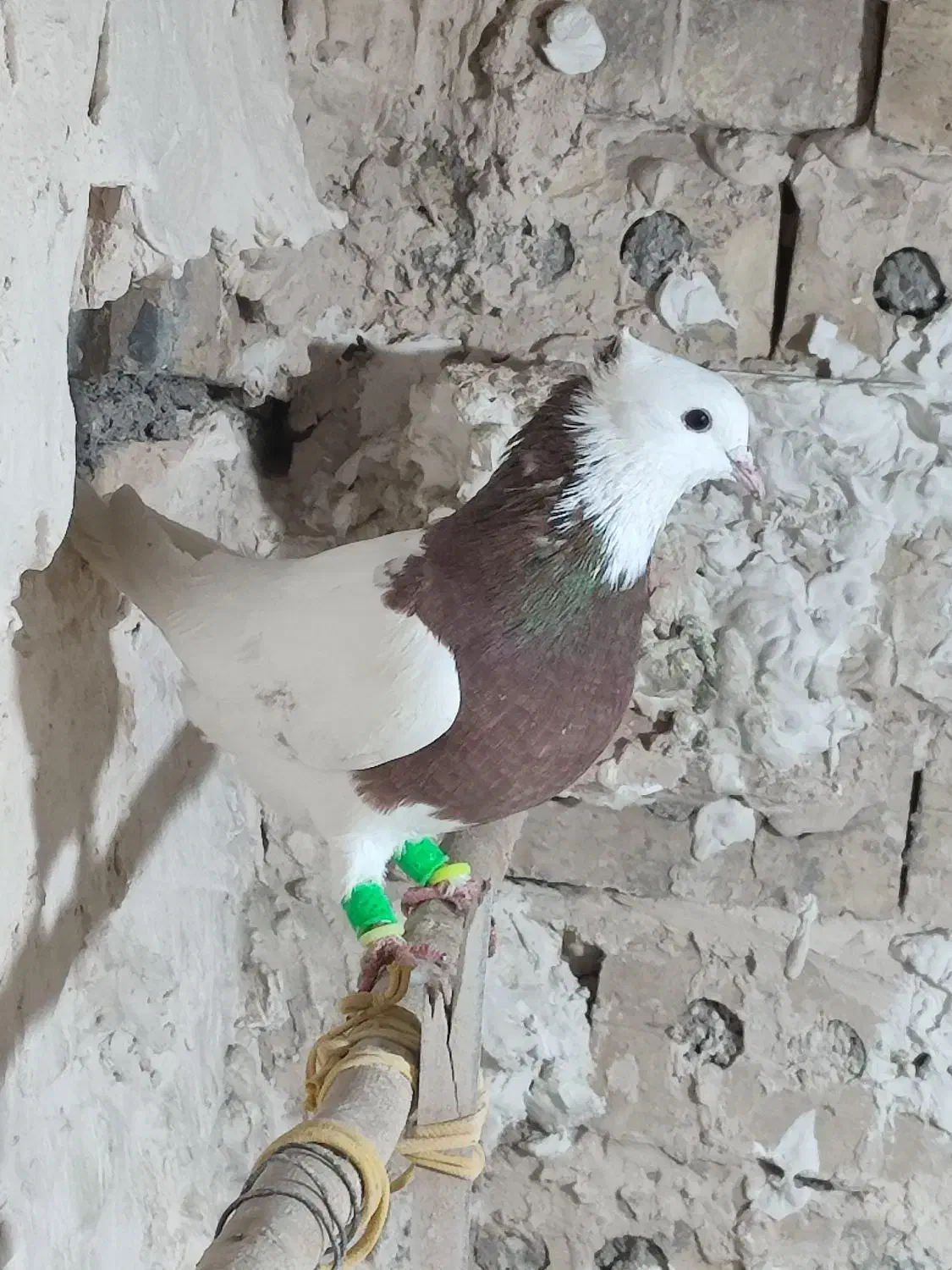 کفتر یا کبوتر|پرنده|تربتحیدریه, ده پائین|دیوار