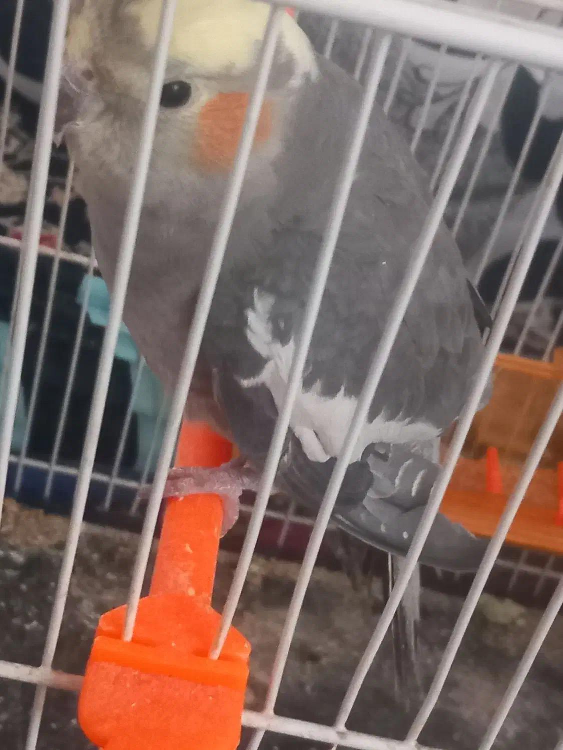 عروس هلندی|پرنده|تربت جام, اسماعیل آباد|دیوار