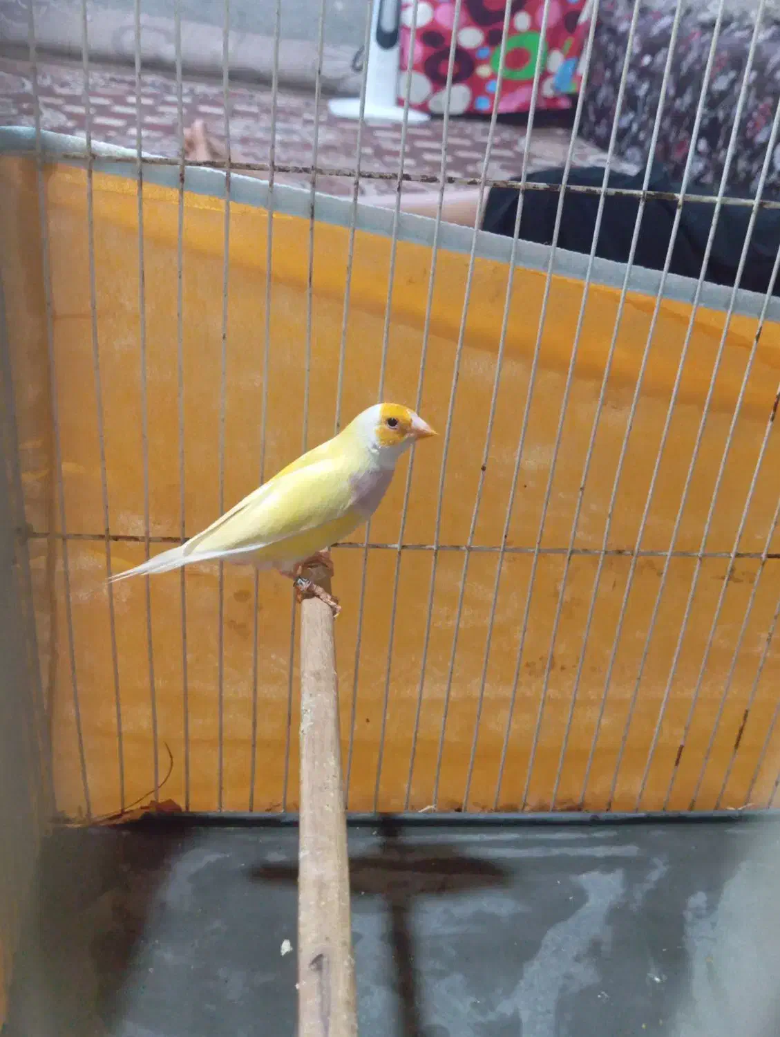 فنج گلدین|پرنده|میناب, |دیوار