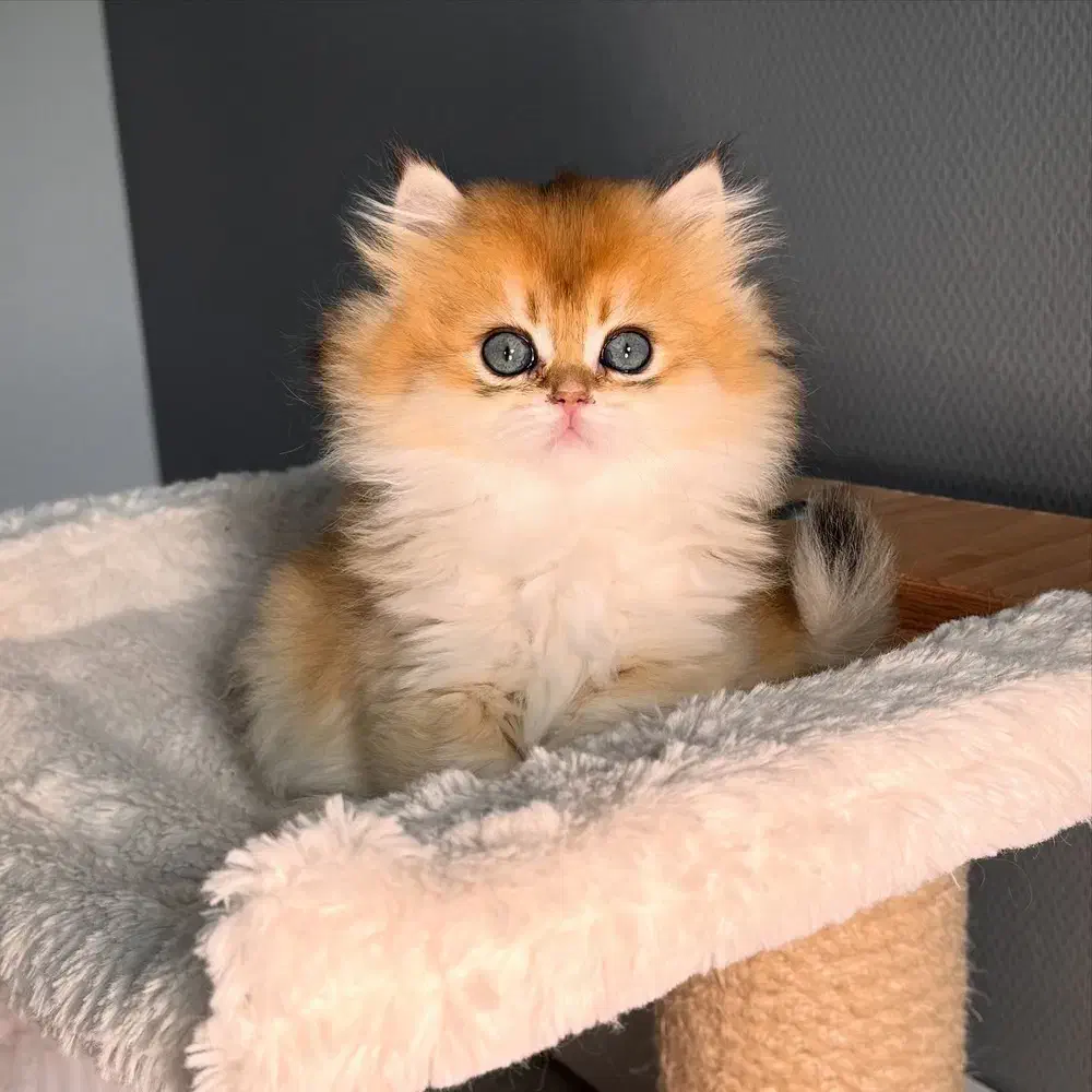 بریتیش لانگ|گربه|تهران, الهیه|دیوار