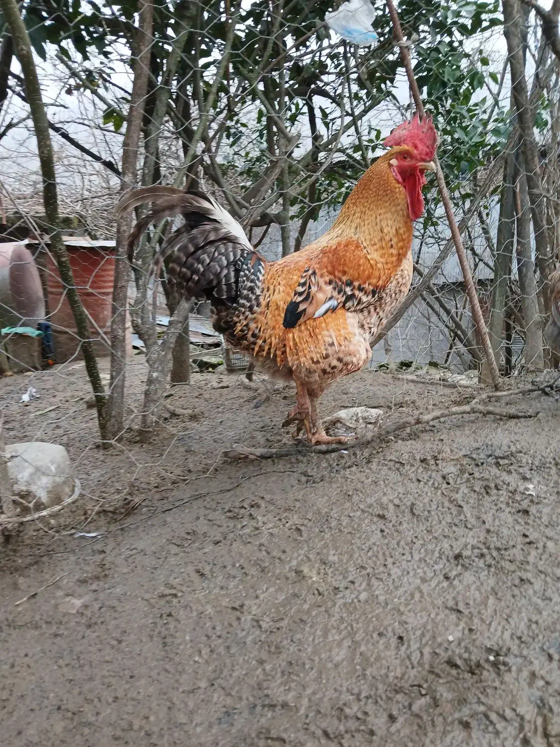 خروس محلی|حیوانات مزرعه|رشت, عینک|دیوار