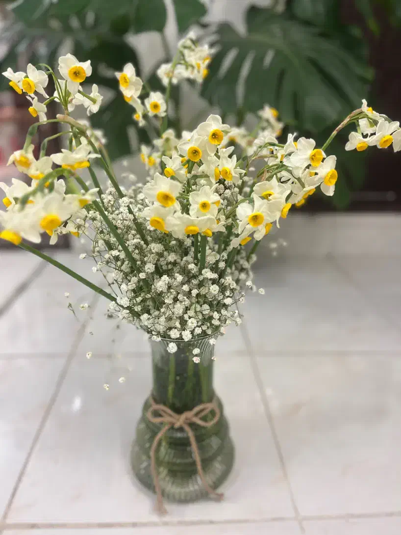 گل نرگس و عروس با گلدان|گل و گیاه طبیعی|مشهد, دانشجو|دیوار