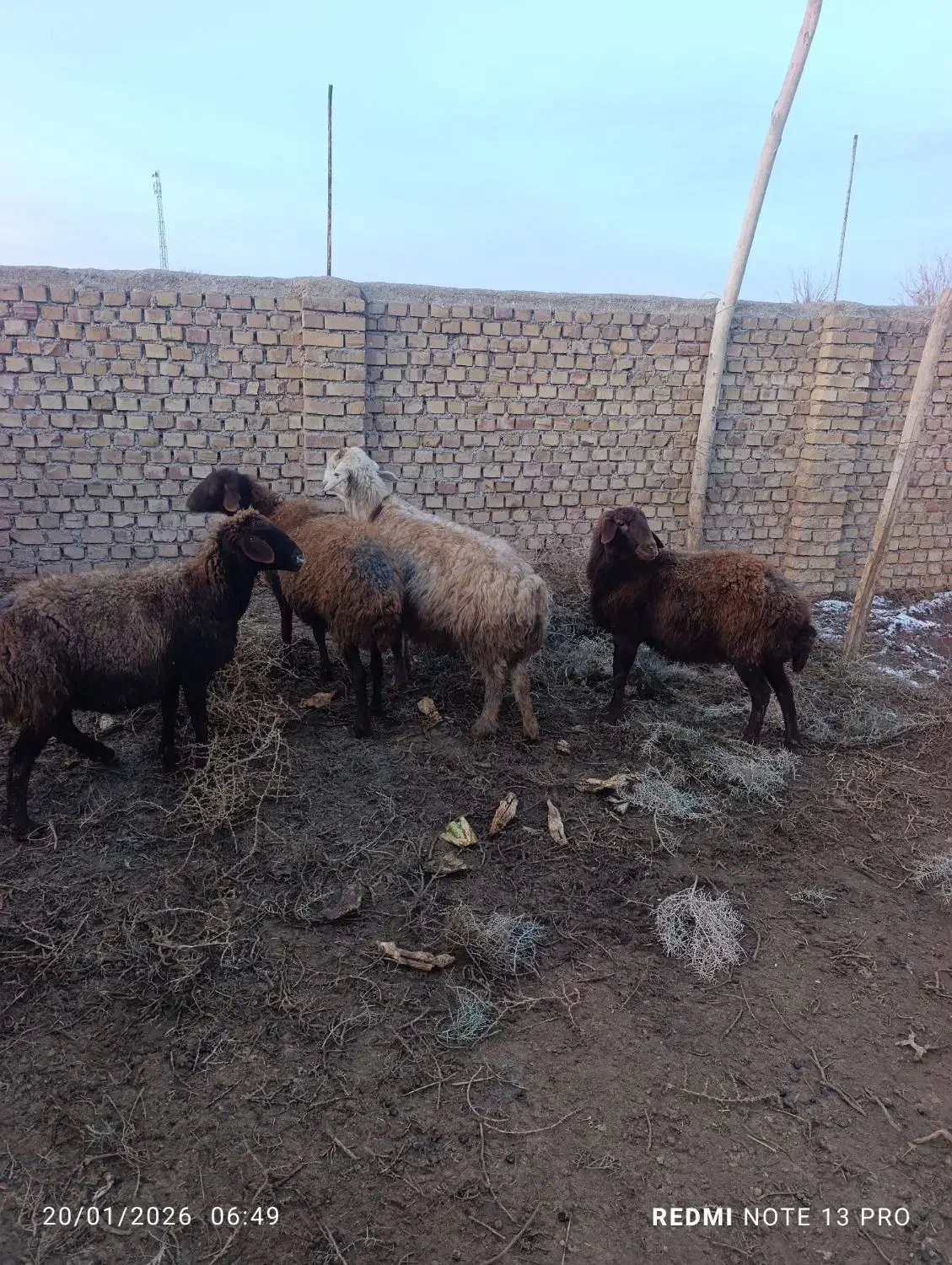 میش وبره|حیوانات مزرعه|طاغنکوه, |دیوار