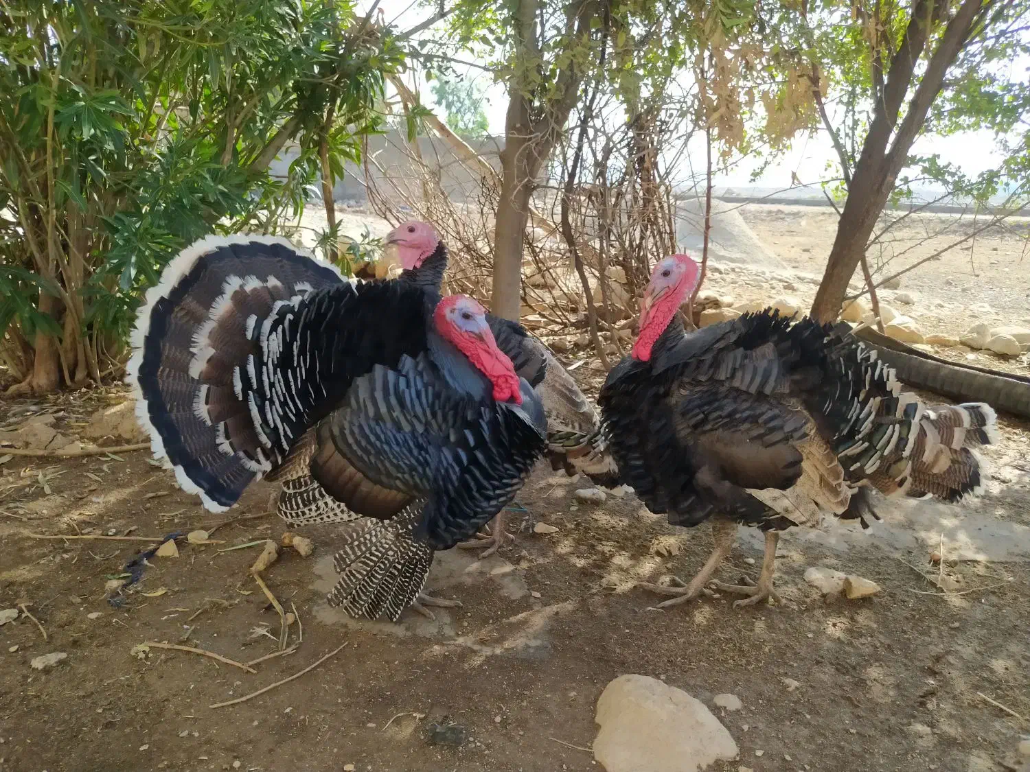 بوقلمون|حیوانات مزرعه|اندیمشک, |دیوار