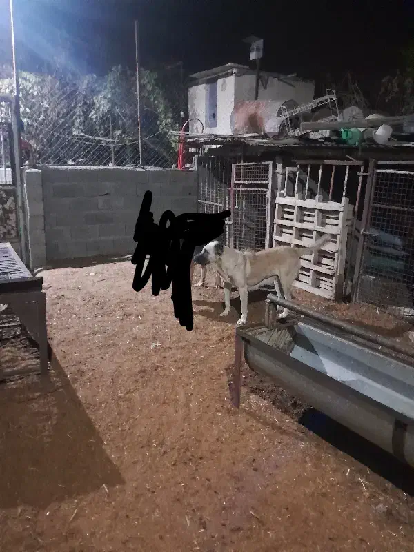 ماده سگ سرابی|سگ|ملکان, |دیوار