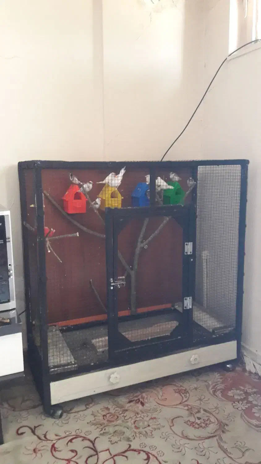 قفس پرنده|لوازم جانبی حیوانات|بروجرد, |دیوار