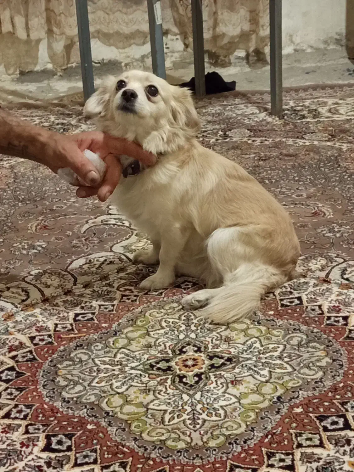 سگ ماده|سگ|سقز, |دیوار