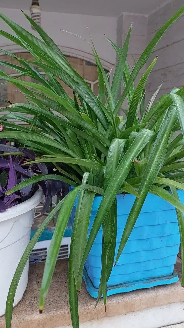 گل طبیعی اشک تمساح و گل گندمی|گل و گیاه طبیعی|قم, شاه ابراهیم|دیوار