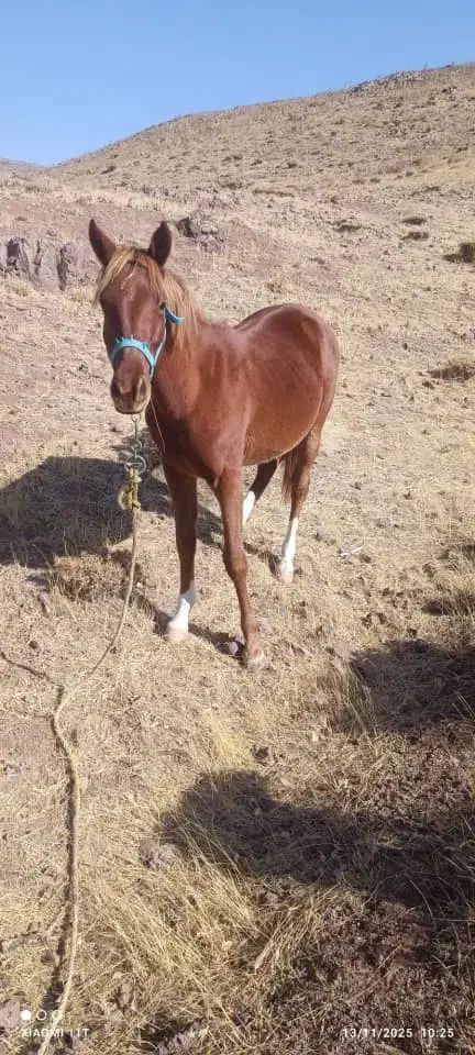 دو اسب  با خط و خونی بالا و شجره دار  فروشی|اسب و تجهیزات اسب‌سواری|نظرآباد, نظرآباد|دیوار