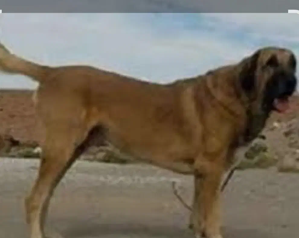 دو عدد سگ اصیل پژدر نروماده|سگ|تاکستان, |دیوار