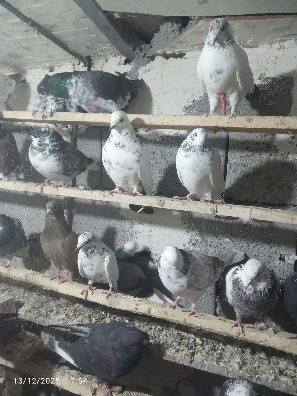 کفتر‌فروشی|پرنده|سرعین, |دیوار