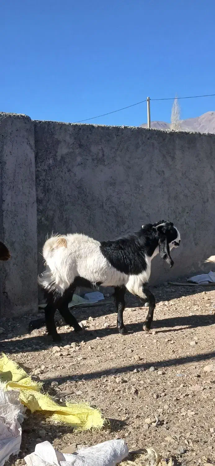 فروش یک عدد بزغاله چاق وسالم|حیوانات مزرعه|بسطام, |دیوار