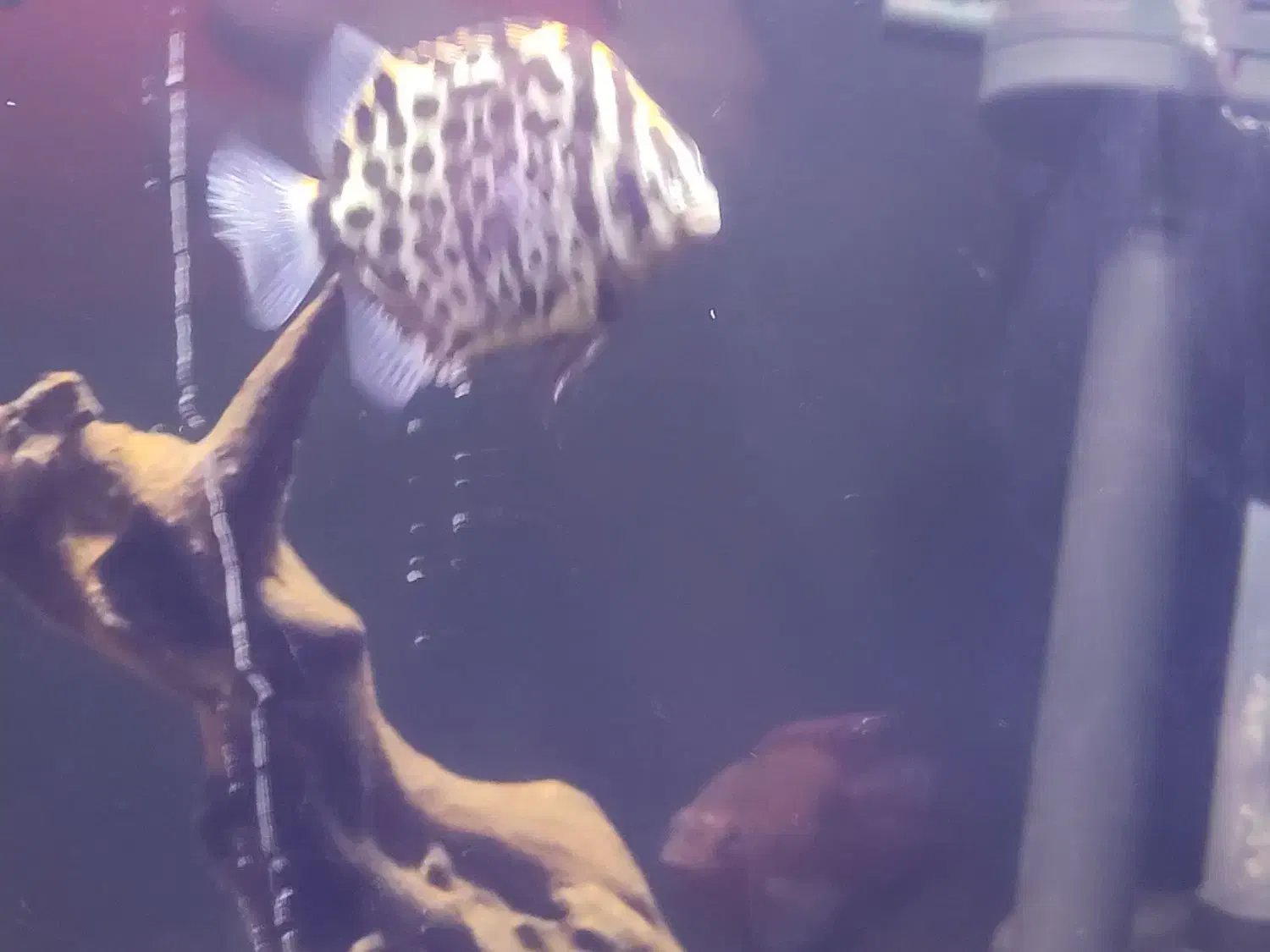 ماهی گرین اسکات|ماهی|زاهدان, |دیوار