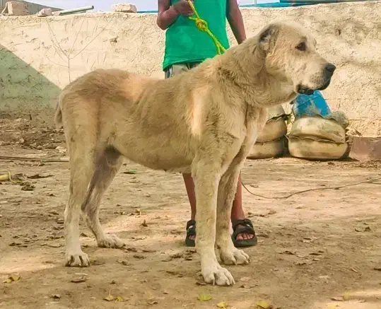 سگ / آلابای/ افغان/خراسانی|سگ|مشهد, رضاشهر|دیوار