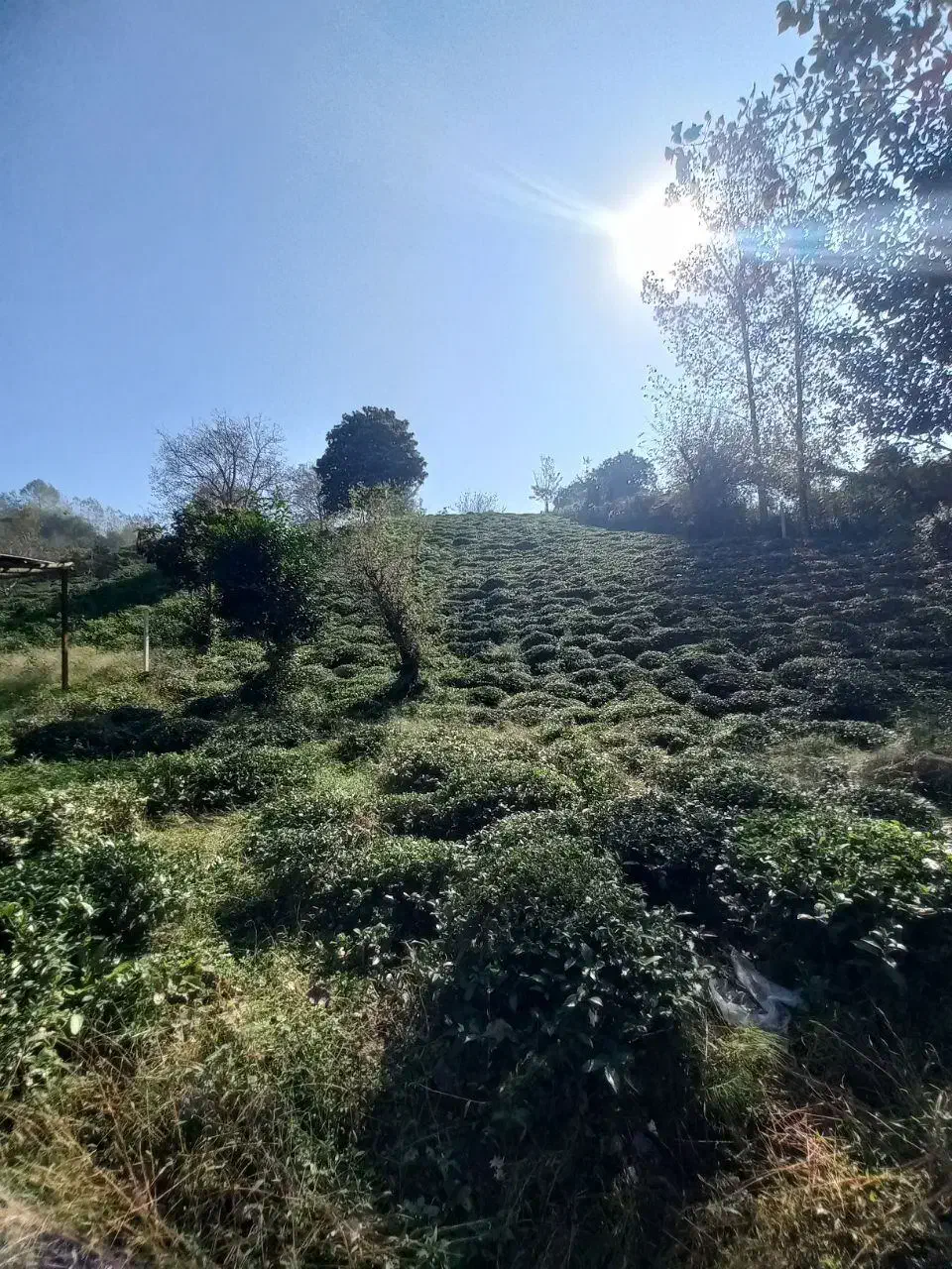 ۱۴۰۰متر چلک لاهیجان یاس ۱۱ قابل معاوضه با واحد|فروش زمین و ملک کلنگی|لاهیجان, شیشه گران|دیوار
