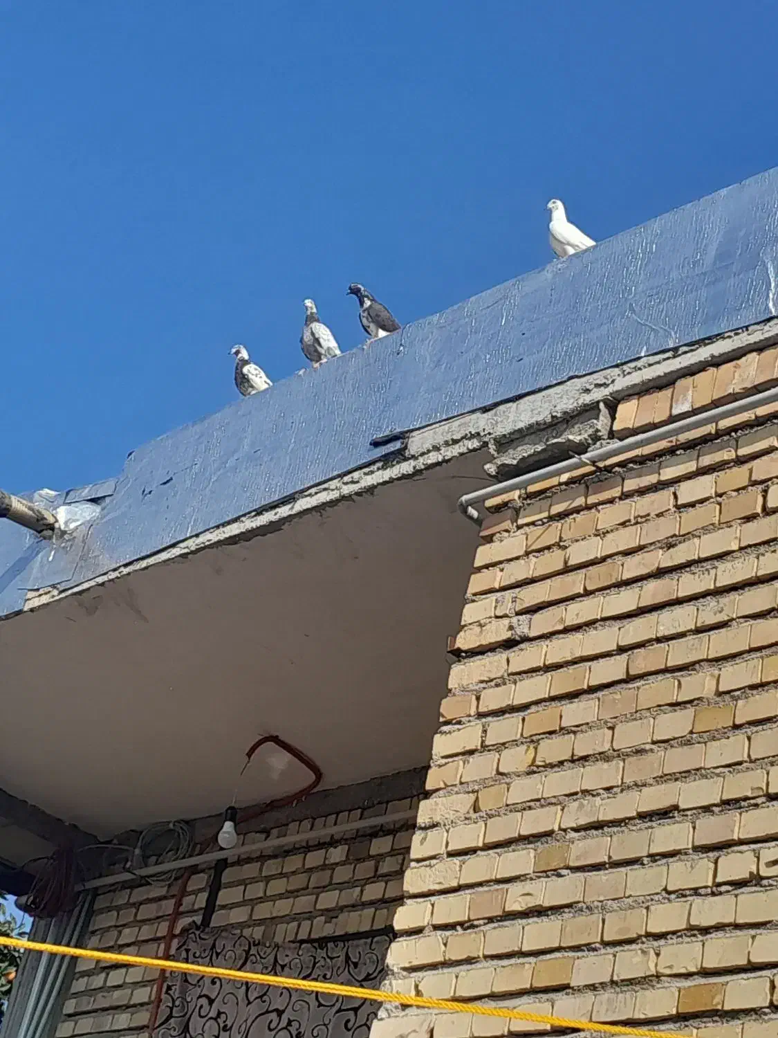 تکپر ساعتی|پرنده|خان ببین, |دیوار