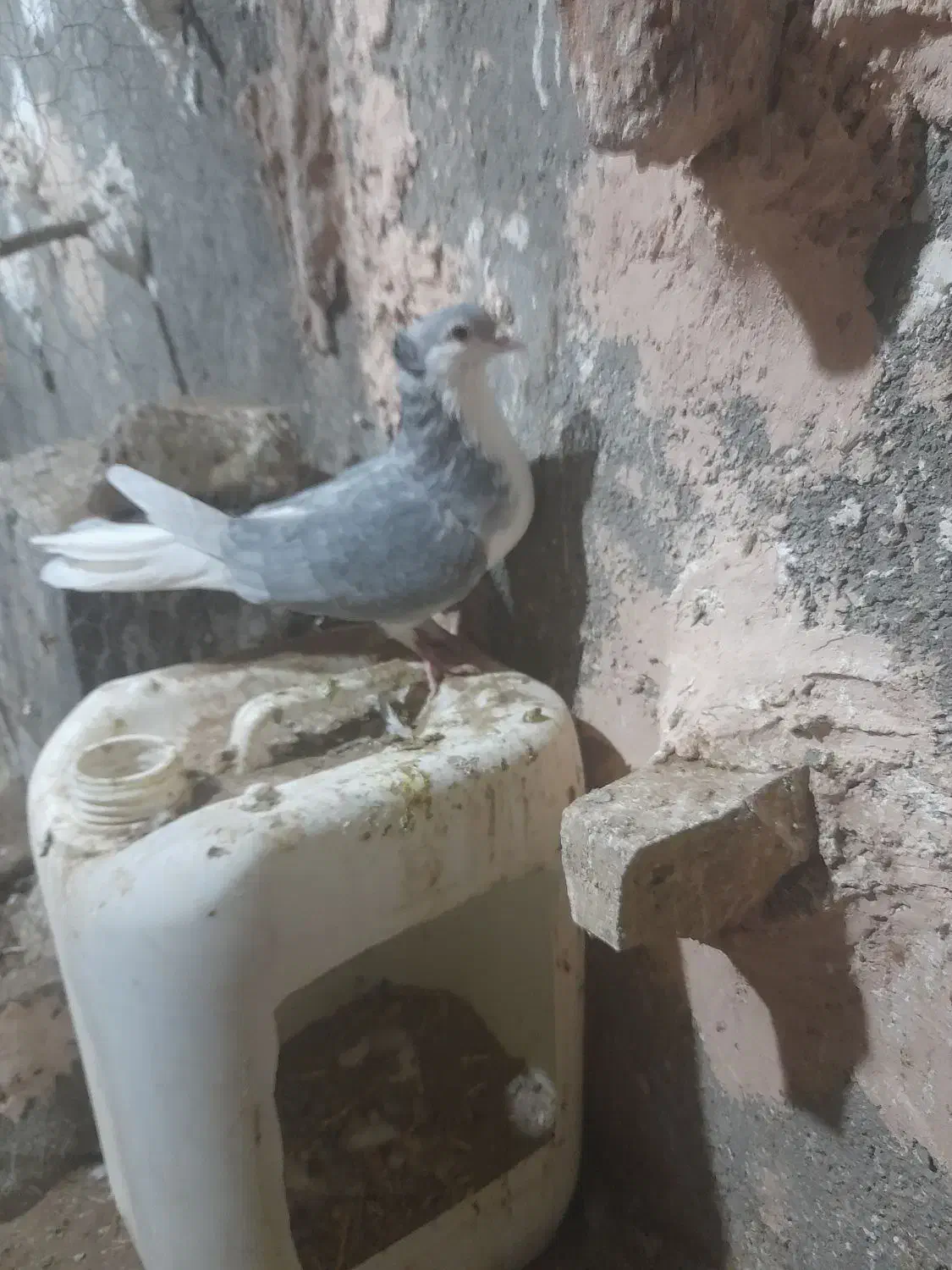 ساده مرسه ماده کاکلی|پرنده|سبزوار, رباط|دیوار