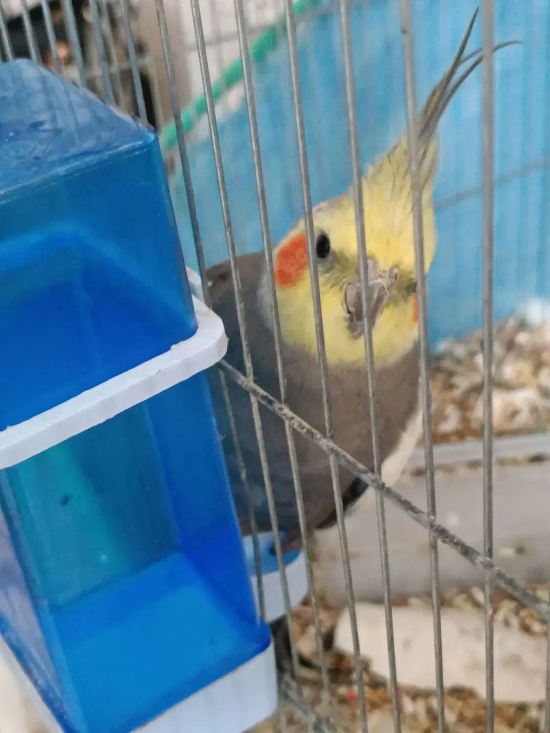 عروس هلندی|پرنده|میناب, |دیوار