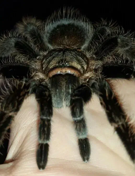 تارانتولا|خزنده|بندرعباس, |دیوار