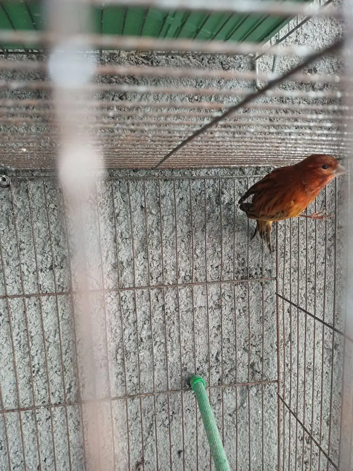 قناری سوخته نرآماده جوان رنگ طبیعی بدون رنگدانه|پرنده|اردبیل, |دیوار