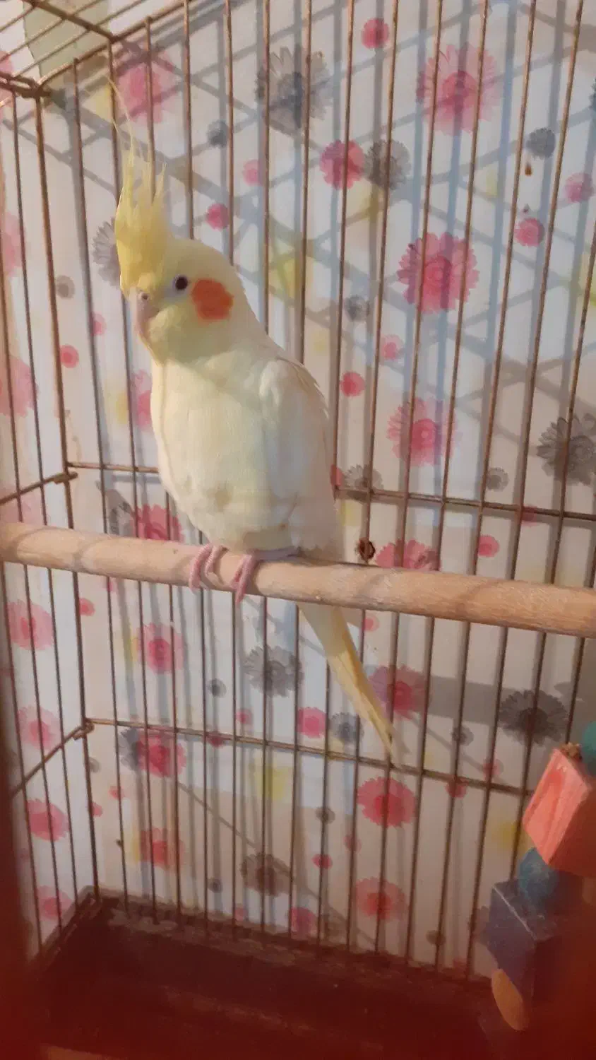 عروس هلندی|پرنده|ایلام, |دیوار