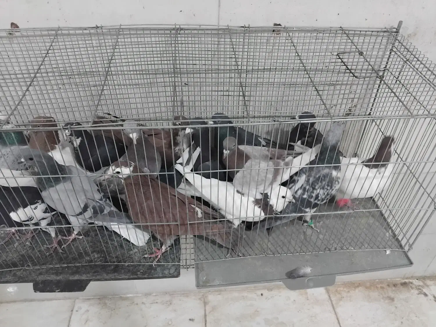 بله بیرون از شهری|پرنده|کرمان, |دیوار