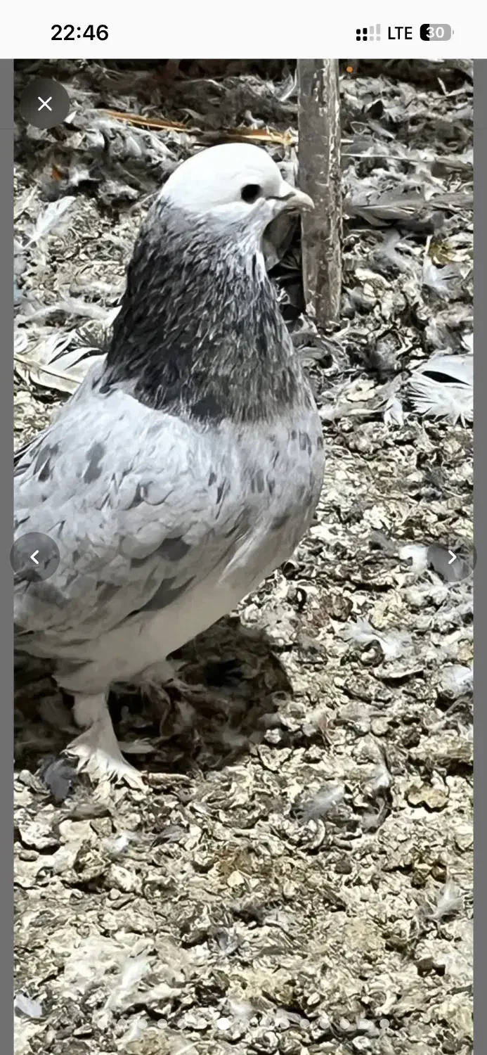 6عدد کفتر کفتر بازی|پرنده|ری, علایین|دیوار