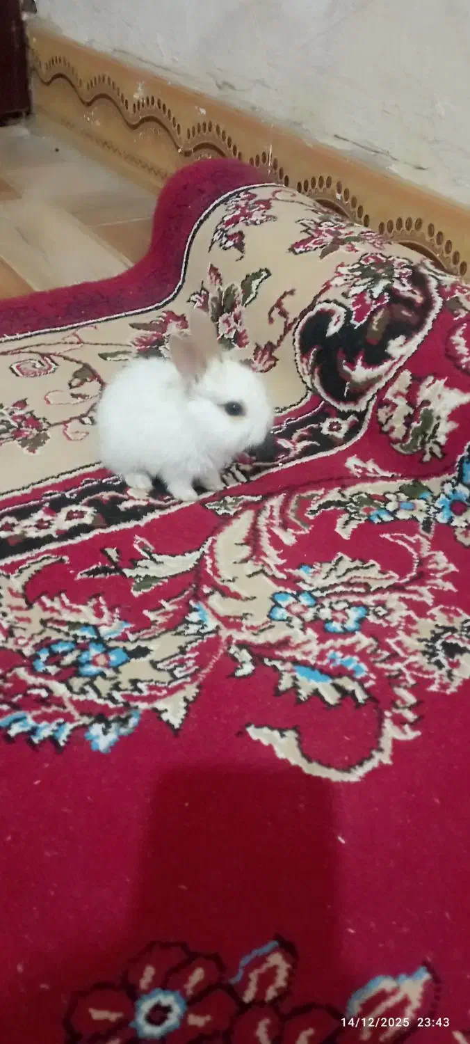 خرگوش|موش و خرگوش|یاسوج, |دیوار