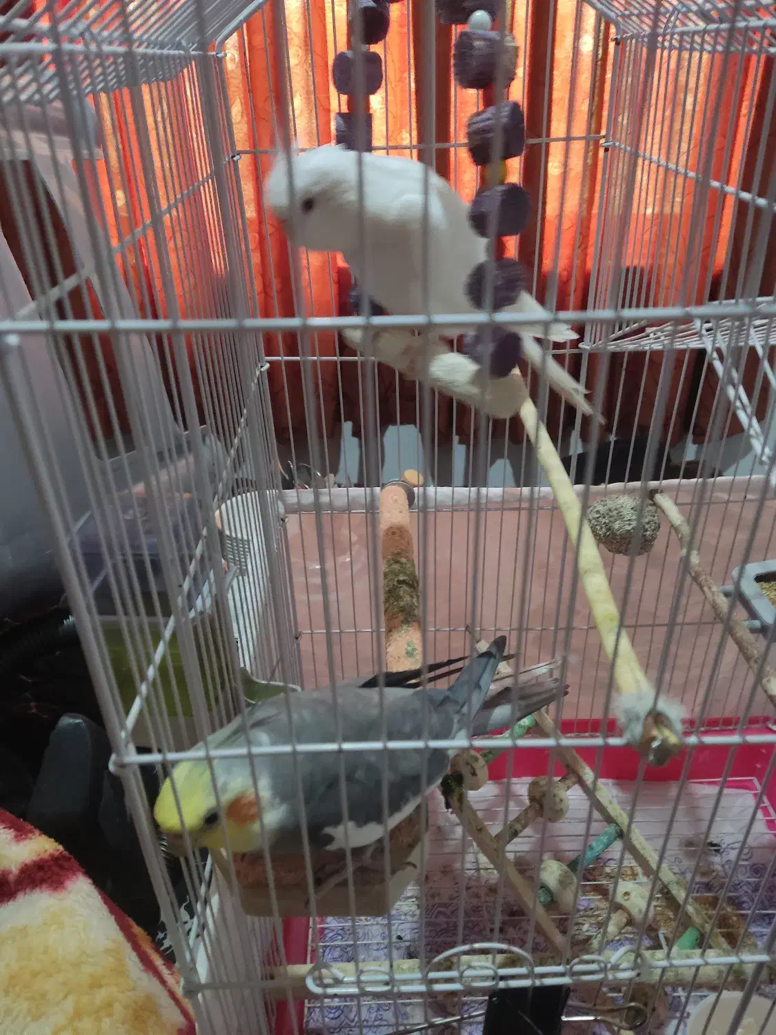 عروس هلندی جفت ماده البینو|پرنده|کردکوی, |دیوار