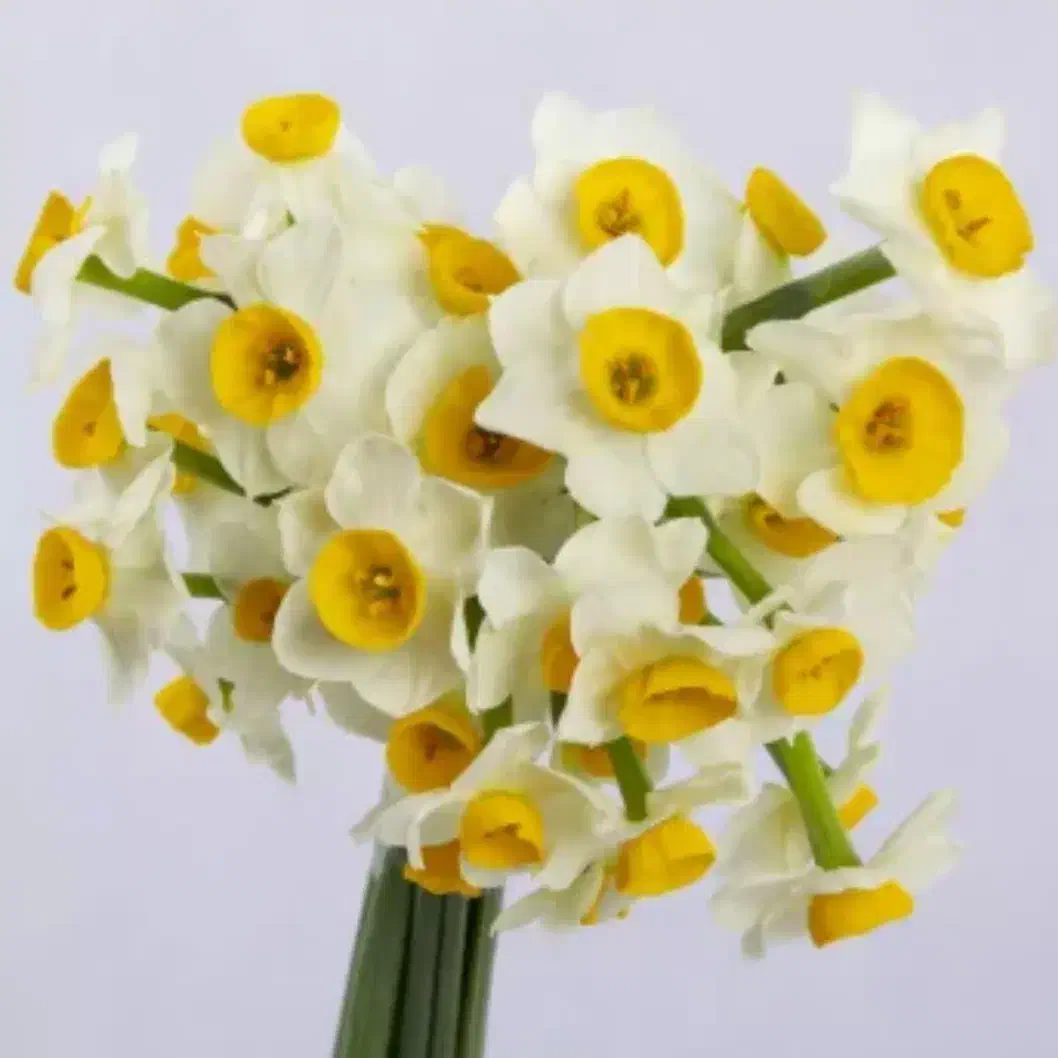 گل نرگس طبیعی|گل مصنوعی|ایذه, |دیوار