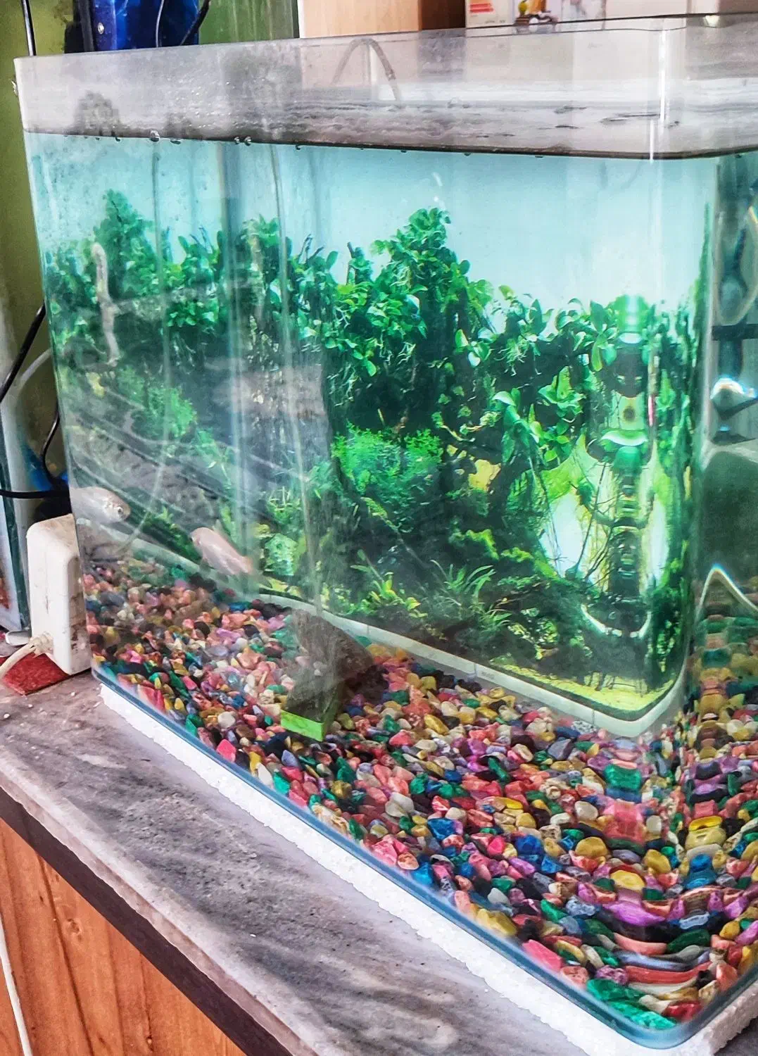 آکواریوم بزرگ سالم شرکتی|ماهی|کرمان, |دیوار