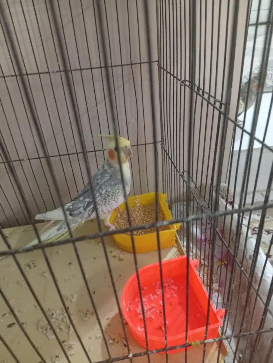 عروس هلندی|پرنده|اسلام‌شهر, مسکن مهر اسلاشهر (شهرک امام خمینی)|دیوار