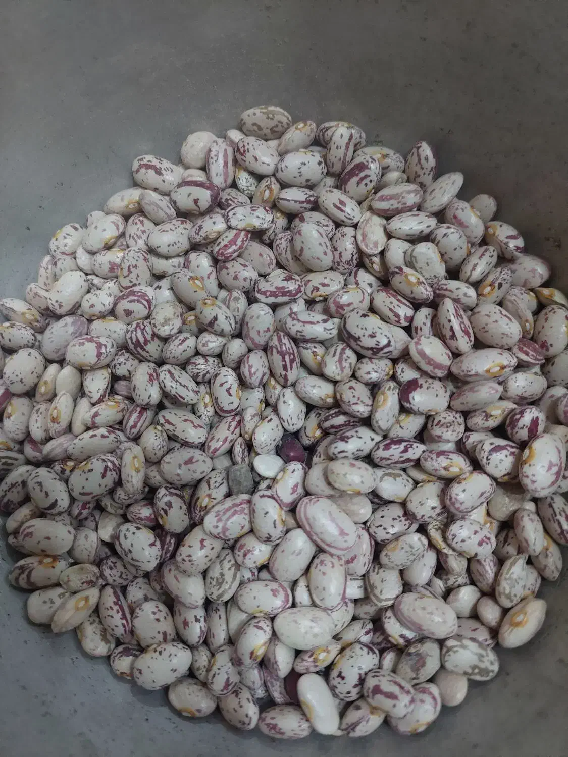 فروش لوبیا چیتی کیلویی ۳۷۰|فعالیت داوطلبانه|خانمیرزا, |دیوار