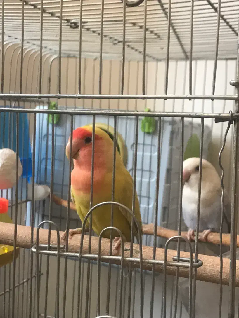 طوطی برزیلی|پرنده|سنقر, |دیوار